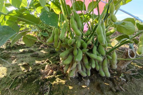 重阳节吃什么传统食物，可以吃菊花酒、羊肉面等