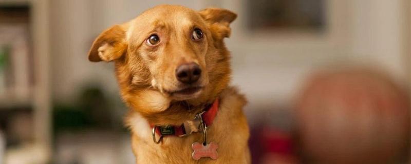 犬细小病毒有什么危害，传染性较强可感染任何品种与年龄的狗