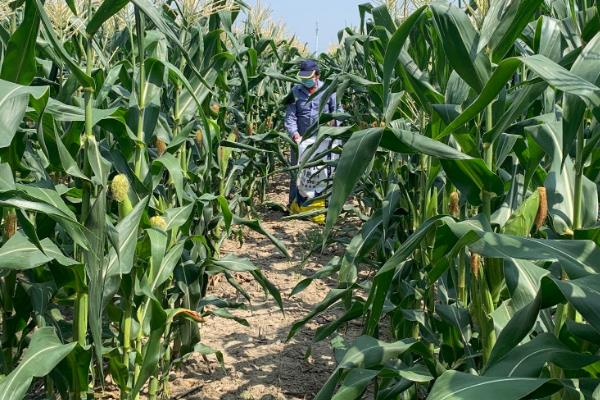 玉米打农药一般几天可以吃，低毒农药一般7天左右才可以吃