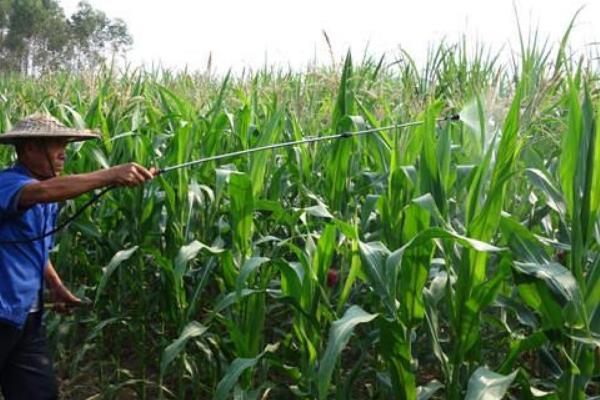 玉米打农药一般几天可以吃，低毒农药一般7天左右才可以吃