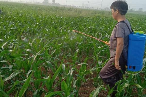 玉米打农药一般几天可以吃，低毒农药一般7天左右才可以吃