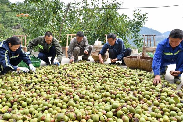 核桃的采摘时间，在9月份采摘