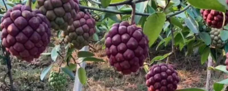 黑老虎的田间管理方法，在定植后的第二年要适时搭架