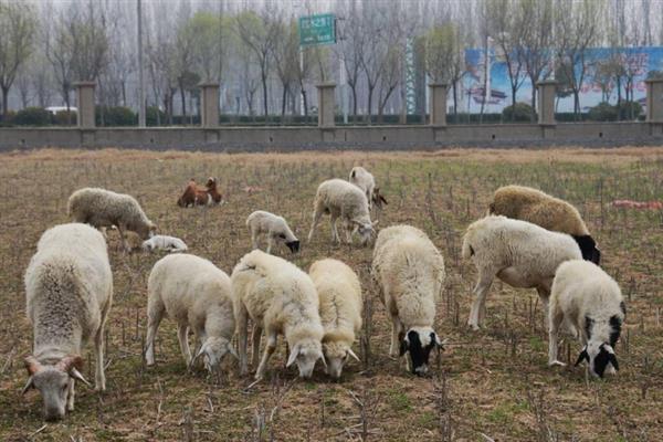养羊是圈养还是放养好，根据实际情况进行选择