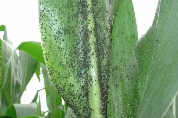 玉米蚜虫害的为害特点，为害叶片时会分泌蜜露