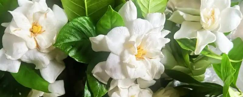 栀子花的开花时间，一般为3-7月份