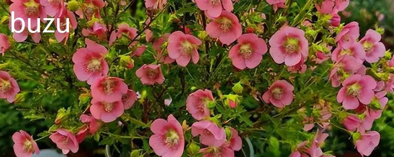 木槿花怎么养，放在光照充足的地方养护