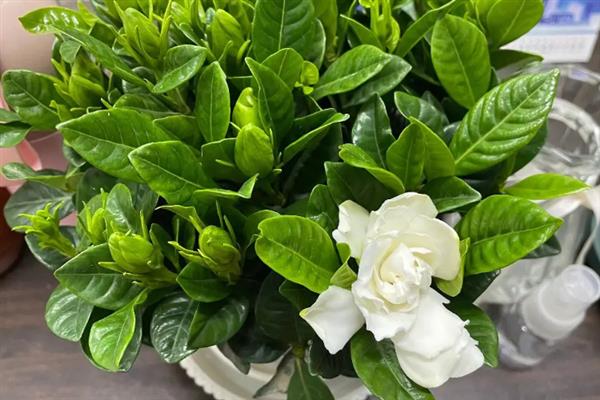 栀子花的开花时间，一般为3-7月份