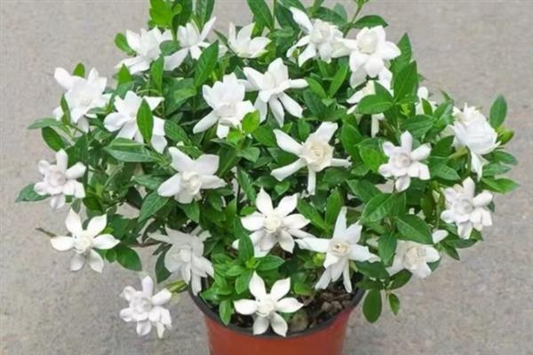 栀子花的开花时间，一般为3-7月份