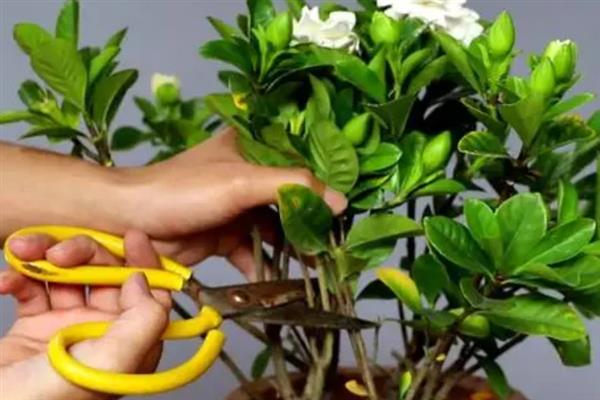栀子花的开花时间，一般为3-7月份