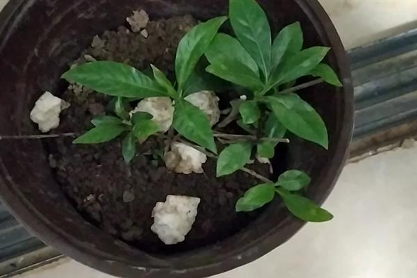 栀子花的开花时间，一般为3-7月份