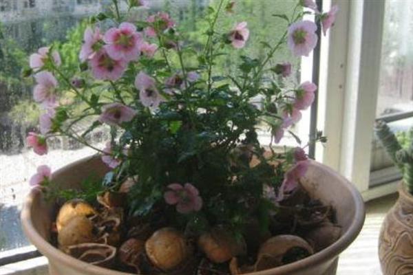 木槿花怎么养，放在光照充足的地方养护