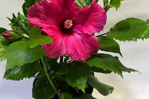 木槿花怎么养，放在光照充足的地方养护