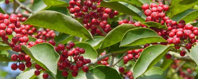 红果冬青的简介,属于冬青科常绿乔木