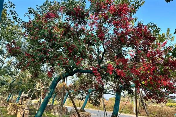 红果冬青的简介,属于冬青科常绿乔木