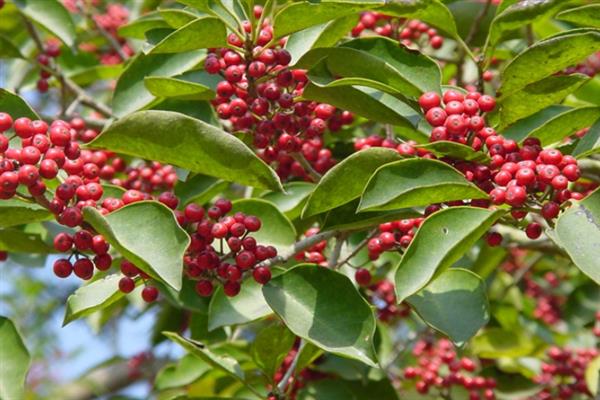红果冬青的简介,属于冬青科常绿乔木