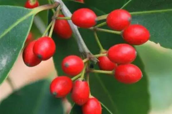 红果冬青的简介,属于冬青科常绿乔木