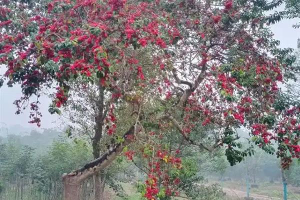 红果冬青的简介,属于冬青科常绿乔木