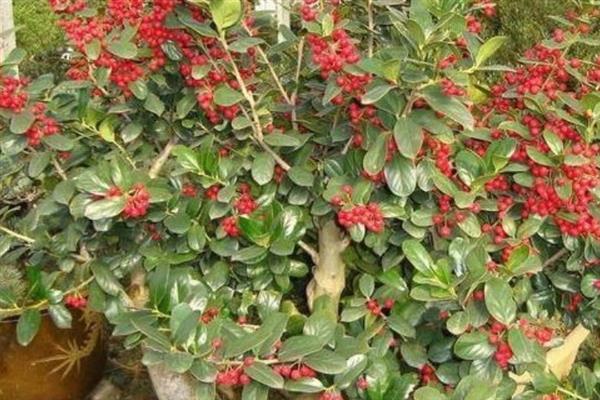 红果冬青的简介,属于冬青科常绿乔木