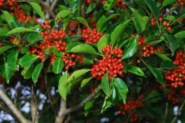 红果冬青的简介,属于冬青科常绿乔木