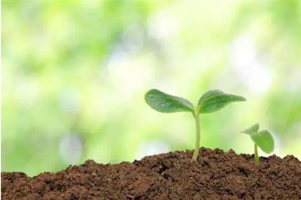 红果冬青的简介,属于冬青科常绿乔木