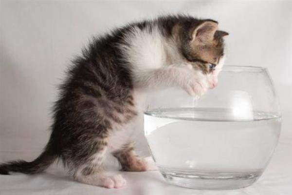 猫咪得糖尿病的症状，会表现出饮水量和尿量都增加
