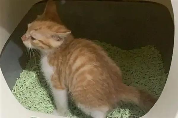 猫咪得糖尿病的症状，会表现出饮水量和尿量都增加