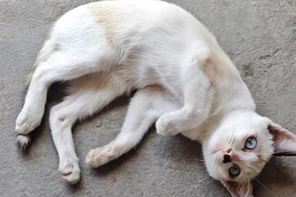 猫咪得糖尿病的症状，会表现出饮水量和尿量都增加