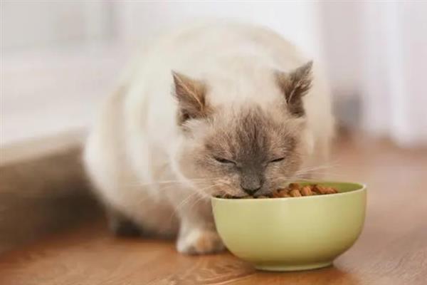 猫咪得糖尿病的症状，会表现出饮水量和尿量都增加