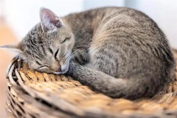 猫咪得糖尿病的症状，会表现出饮水量和尿量都增加