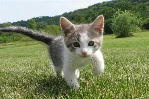 猫咪得糖尿病的症状，会表现出饮水量和尿量都增加