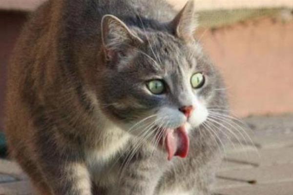 猫咪得糖尿病的症状，会表现出饮水量和尿量都增加