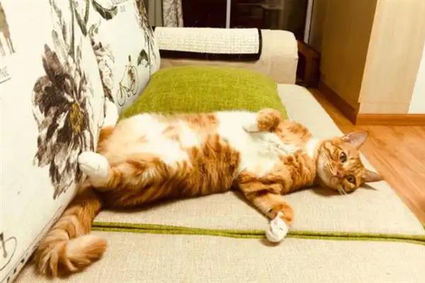 猫咪得糖尿病的症状，会表现出饮水量和尿量都增加