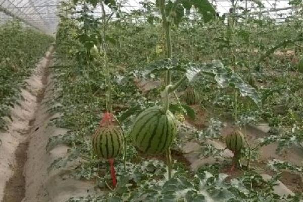 春茬拱棚西瓜的栽培要点，茎蔓旺长时要提前放风