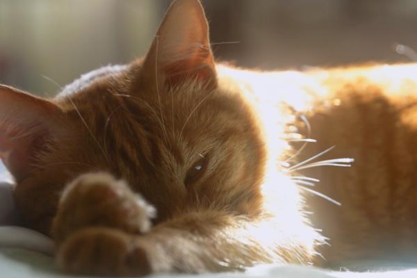 天冷时猫咪一般躲在哪里，会主动找温暖的地方取暖