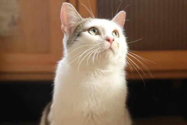 天冷时猫咪一般躲在哪里，会主动找温暖的地方取暖