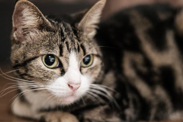 天冷时猫咪一般躲在哪里，会主动找温暖的地方取暖