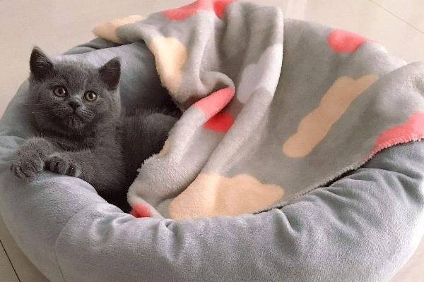 天冷时猫咪一般躲在哪里，会主动找温暖的地方取暖