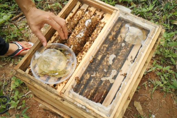 野蜂收回来的注意事项，当天晚上用蜜水饲喂一次