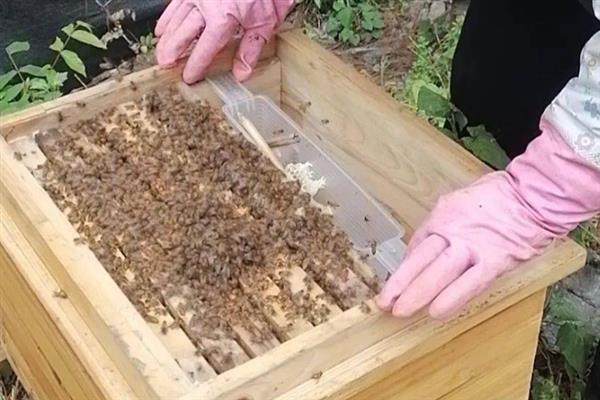 野蜂收回来的注意事项，当天晚上用蜜水饲喂一次