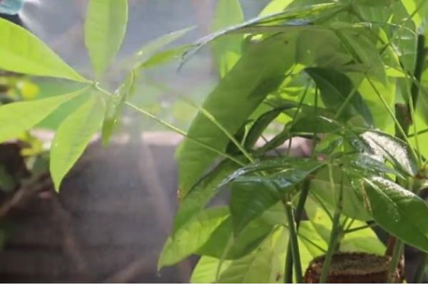 如何养殖发财树，春秋季节每隔5-10天浇一次水