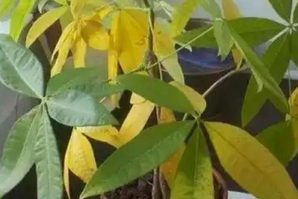 如何养殖发财树，春秋季节每隔5-10天浇一次水