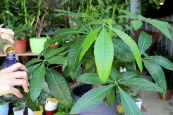 如何养殖发财树，春秋季节每隔5-10天浇一次水