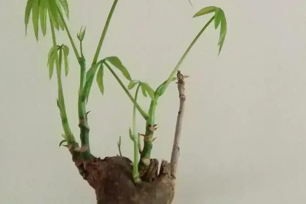 如何养殖发财树，春秋季节每隔5-10天浇一次水