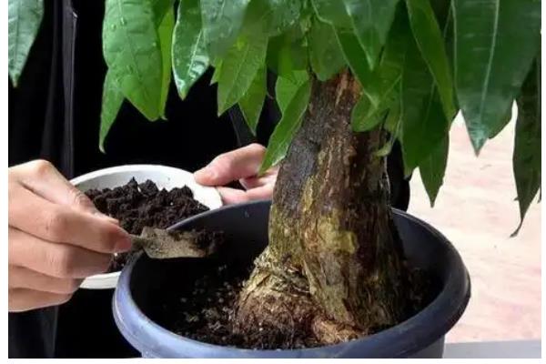 如何养殖发财树，春秋季节每隔5-10天浇一次水