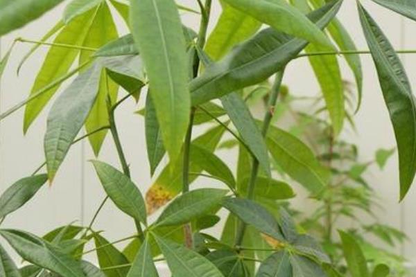 如何养殖发财树，春秋季节每隔5-10天浇一次水