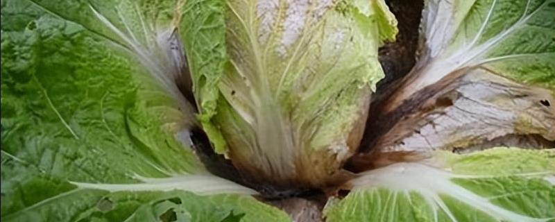 白菜烂心烂根如何处理，无法挽救的植株可拔除并烧毁