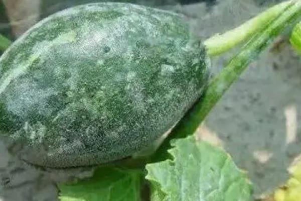 甜瓜蔓枯病的症状，在蔓节部出现浅黄绿色油渍状斑