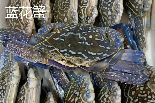 蓝花蟹和梭子蟹的区别，外观有所不同