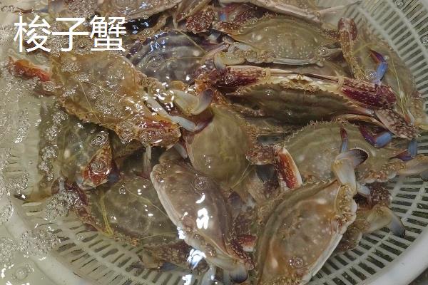 蓝花蟹和梭子蟹的区别，外观有所不同